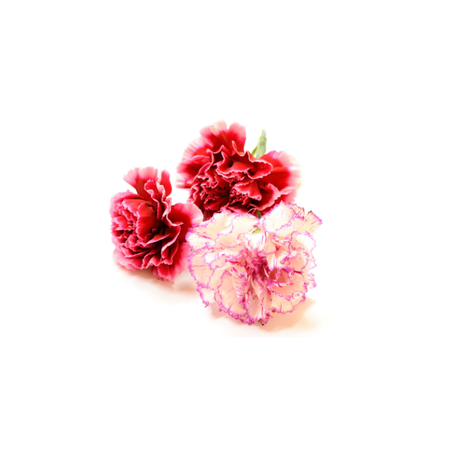 Mini Karanfil Çiçeği